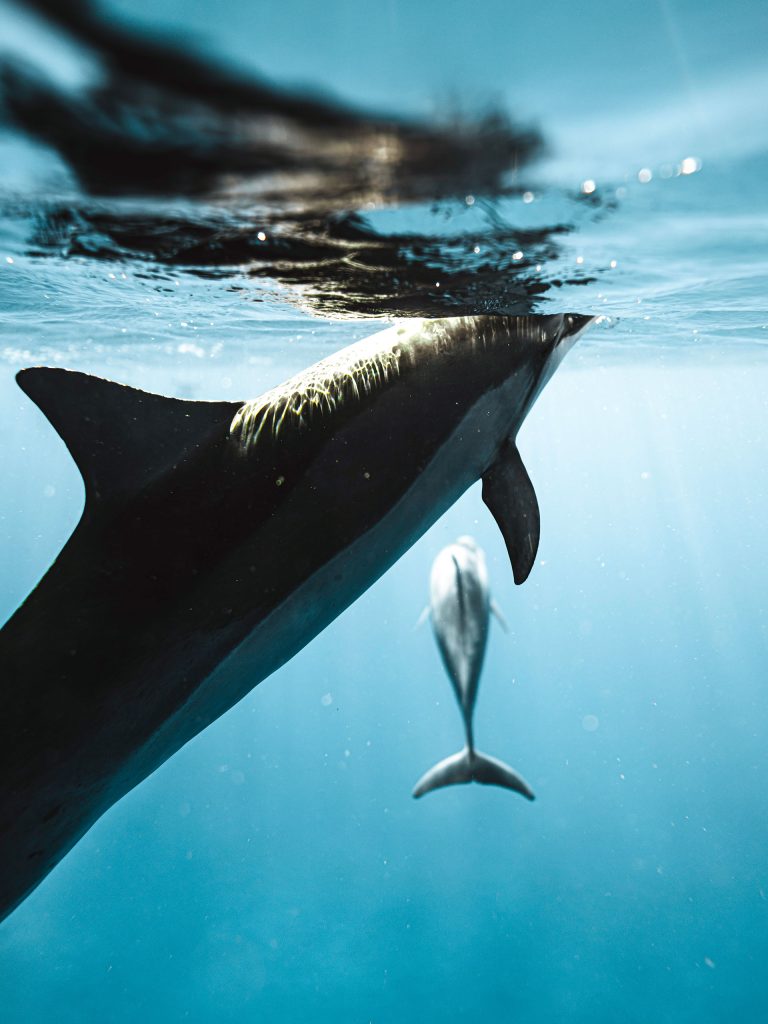 Lovina Sunrise Dolphin